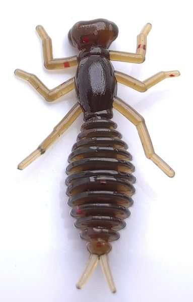 Beetle 1.5" 4759231
