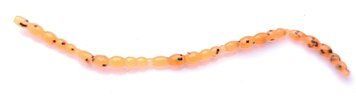 Blood Worm 1" 4760127