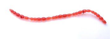 Blood Worm 1" 4760109